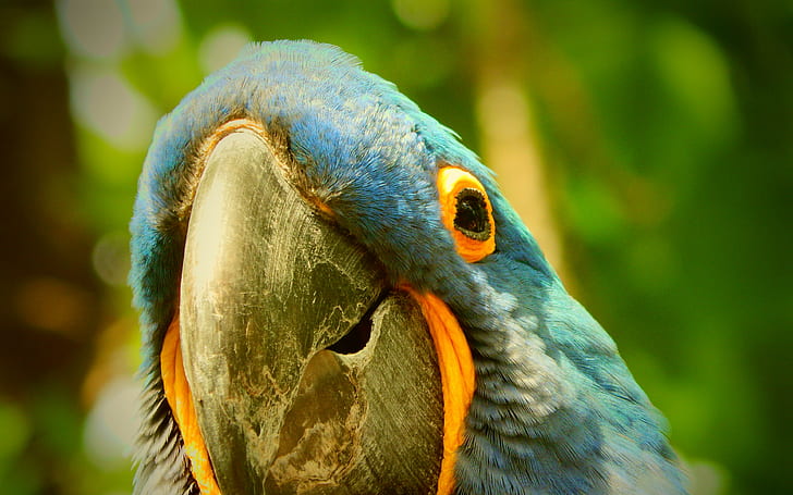 macaw, parrot backgrounds, beak, Download 3840x2400 Macaw, HD wallpaper