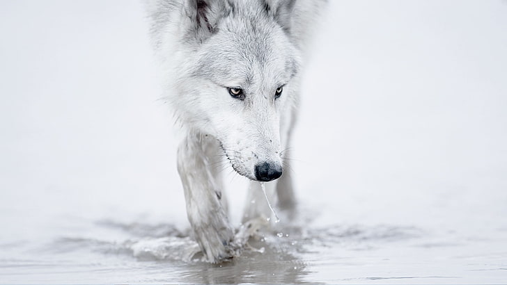 белый волк, волк, животные, HD обои