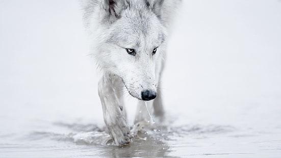белый волк, волк, животные, HD обои HD wallpaper