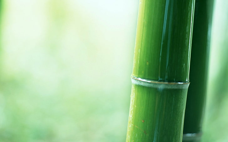 shallow focus photography of bamboo, plants, bamboo, green, depth of field, HD wallpaper