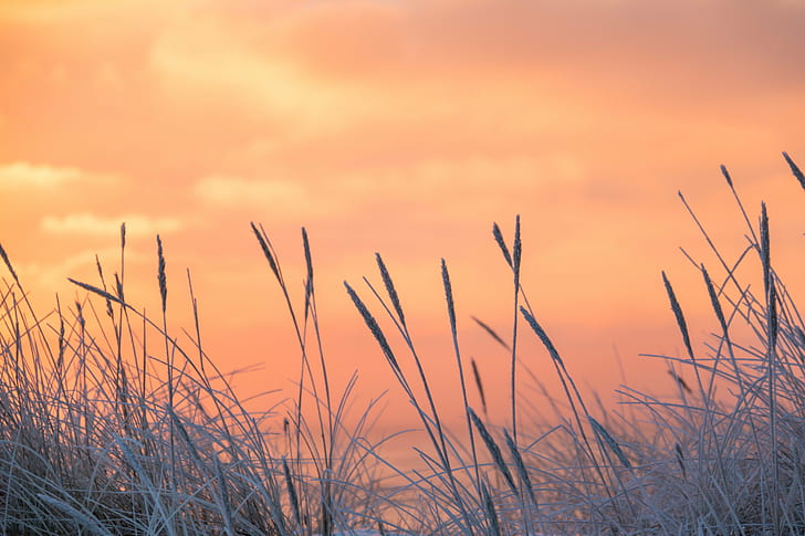 focus photo of wheat plant, Frosty, sunrise, focus, photo, wheat plant, cold, frost, rime, vinter, winter, nature, grass, sunset, outdoors, summer, meadow, HD wallpaper