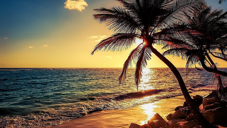 palmera, puesta del sol, tarde, mar, orilla del mar, orilla, naturaleza, Fondo de pantalla HD