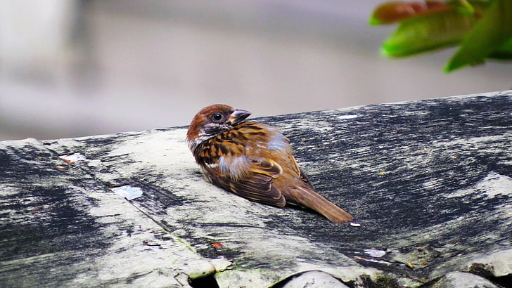 house sparrow selective focus photography, bird, sparrow, lies, HD wallpaper