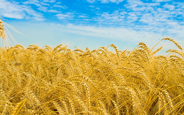 brown wheat field, rye, ears, field, golden, sky, agriculture, HD wallpaper