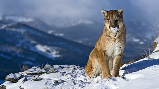 Puma High Resolution Pictures, котки, висока, снимки, puma, резолюция, HD тапет HD wallpaper