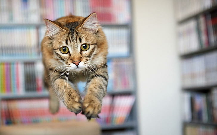 Cat Jump Olha, pula, olha, HD papel de parede