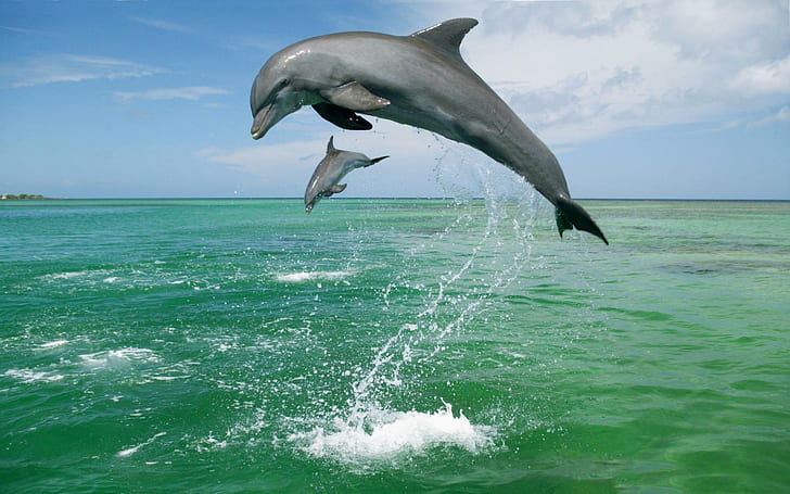 *** Dauphins de mer ***, dauphins gris, delfiny, zwierzeta, morskie, glebiny, animaux, Fond d'écran HD