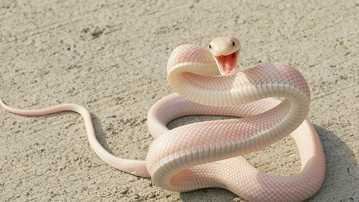 fotografia di messa a fuoco superficiale di serpente bianco, serpente, serpente rosa, asfalto, occhi, attacco, Sfondo HD