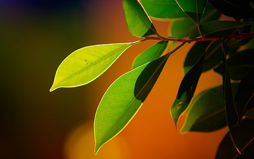 녹색 잎 식물, 식물, 자연, 매크로, bokeh, HD 배경 화면 HD wallpaper