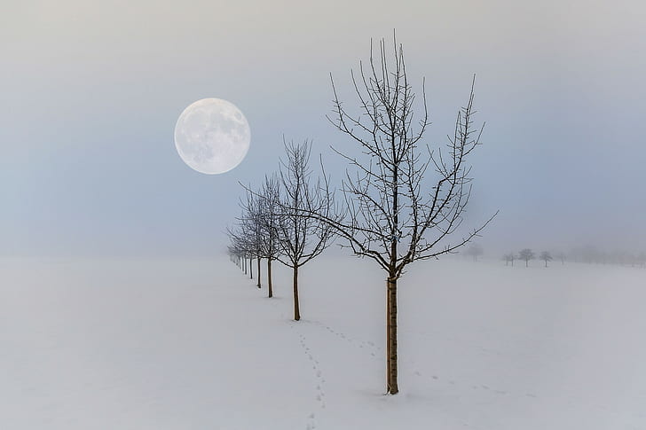 зима, луна, пейзаж, природа, времена года, деревья, HD обои