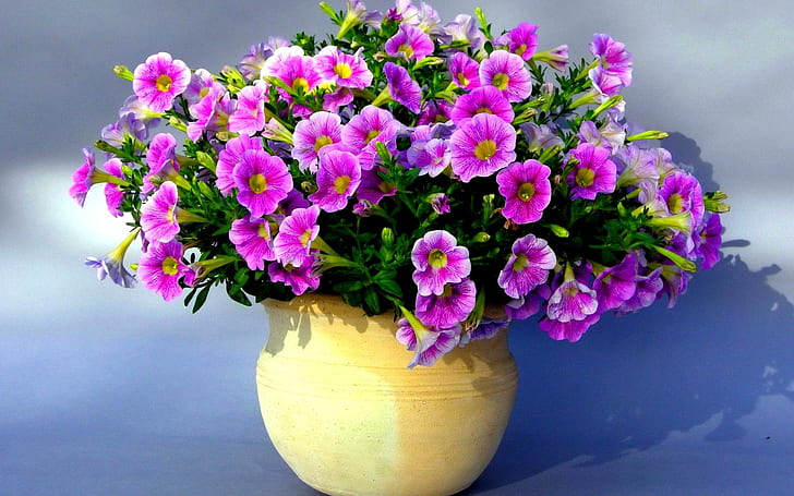 Joli pétunia, vase, fleurs, pétunia, fleurs, nature et paysages, Fond d'écran HD