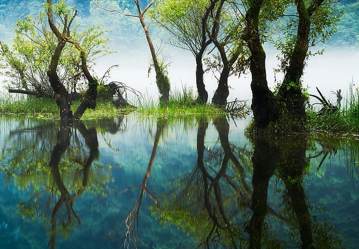 живопись зеленого и коричневого дерева, фотография, природа, пейзаж, отражение, река, деревья, трава, туман, холмы, Южная Корея, HD обои