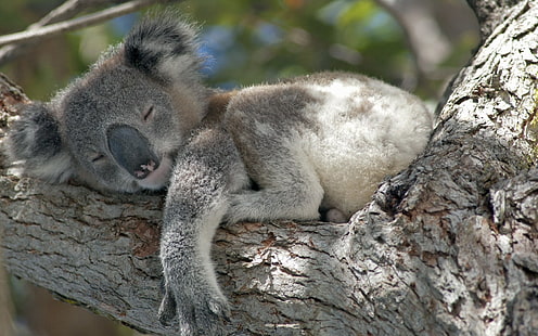koala, HD tapet HD wallpaper