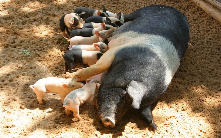 black and white pig, pig, calves, feeding, HD wallpaper