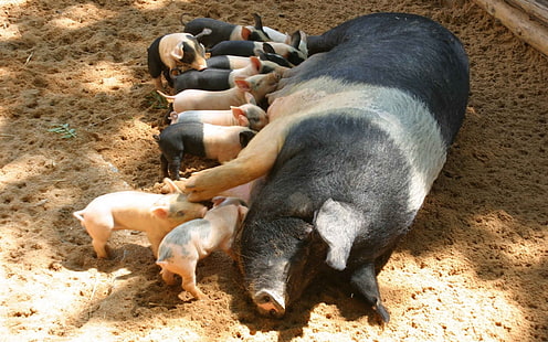 black and white pig, pig, calves, feeding, HD wallpaper HD wallpaper