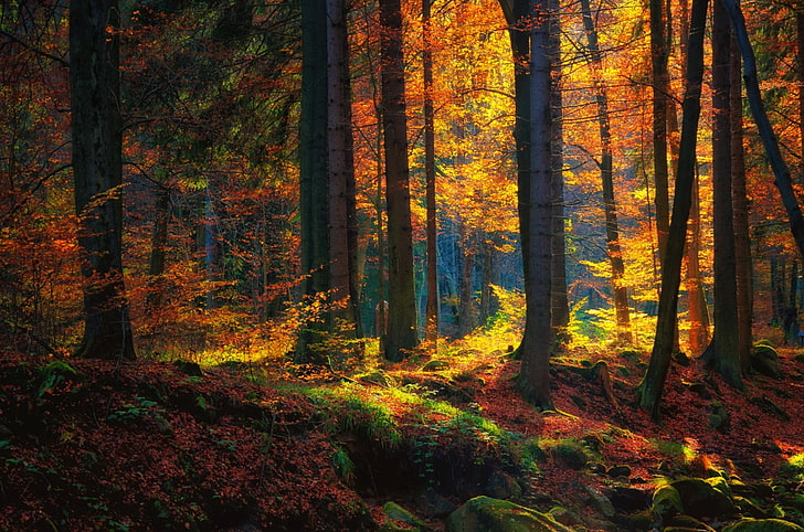 klony brązowe, fotografia drzew leśnych, las, jesień, drzewa, mech, przyroda, krajobraz, Tapety HD