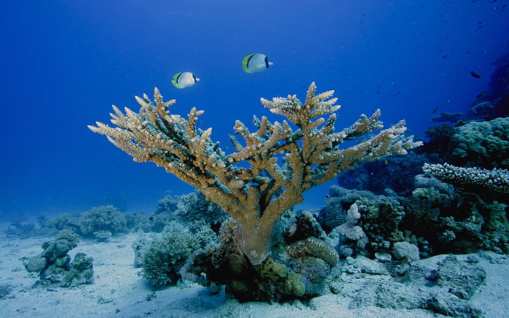 brown coral, sea life, sea, animals, underwater, fish, HD wallpaper