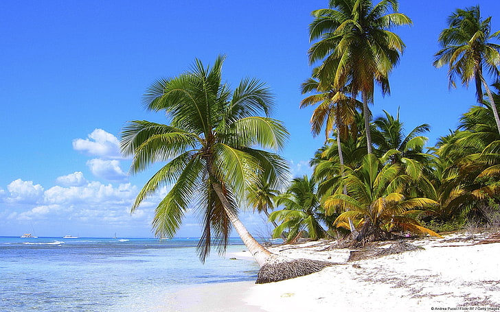 зеленая кокосовая пальма, природа, пейзаж, пляж, пальмы, лето, вода, HD обои