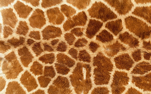 животински принт жирафи козина, HD тапет HD wallpaper