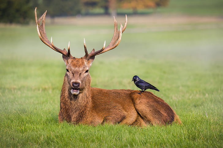 grass, field, crow, park, friends, deer, wildlife, antlers, red deer, HD wallpaper