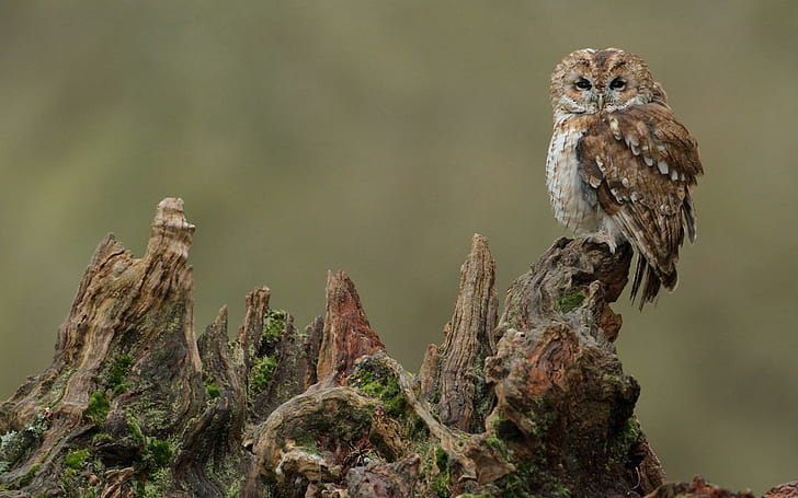Owl Stump Bird, stump, bird, HD wallpaper