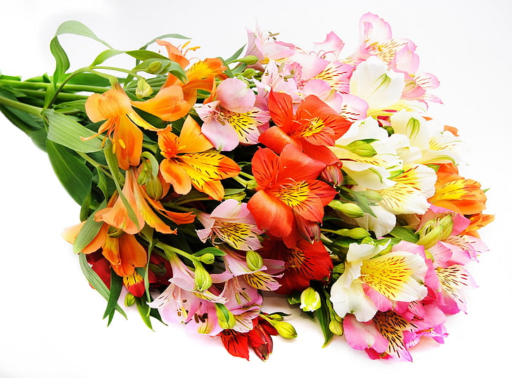 multicolored petaled flowers, alstroemeria, bouquet, bright, beautiful, HD wallpaper