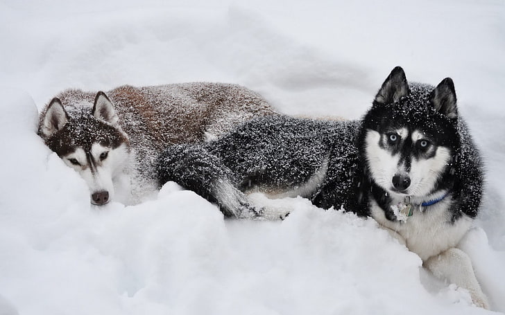 две черни и кафяви сибирски хъскита, куче, сибирско хъски, сняг, животни, HD тапет