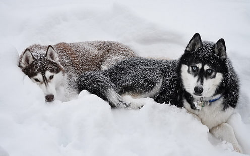 ไซบีเรียนฮัสกี้สีน้ำตาลดำและน้ำตาลสองตัวสุนัขไซบีเรียนฮัสกี้หิมะสัตว์, วอลล์เปเปอร์ HD HD wallpaper