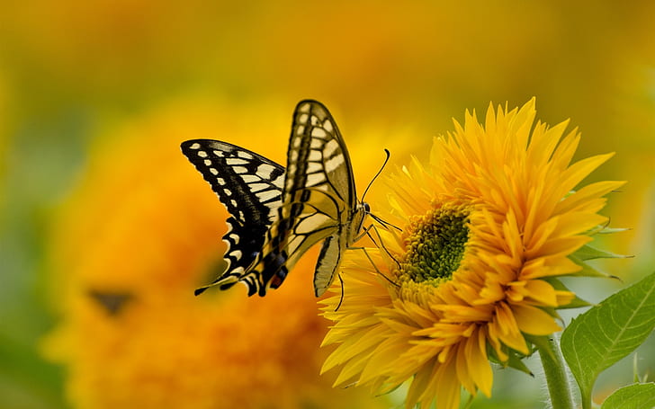 Kupu-kupu, sayap, bunga matahari, kelopak, Kupu-kupu, Sayap, Bunga matahari, Kelopak, Wallpaper HD
