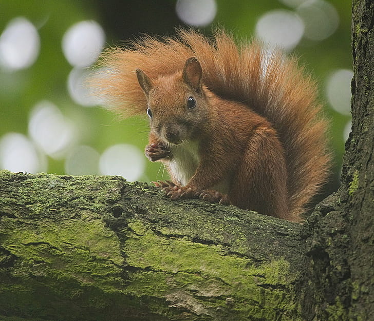photo of brown squirrel on tree, red squirrel, red squirrel, photo, brown, tree  squirrel, Eurasian red squirrel, Wiewiórka, Sciurus vulgaris, wildlife, squirrel, animal, mammal, nature, animals In The Wild, rodent, forest, tree, outdoors, cute, HD wallpaper