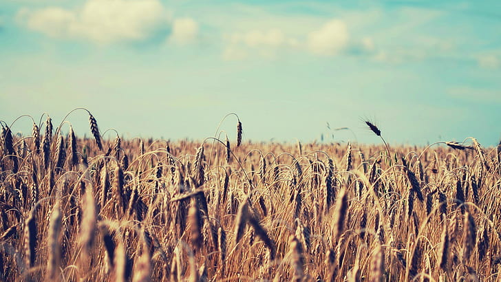 пшеница, небо, глубина резкости, HD обои