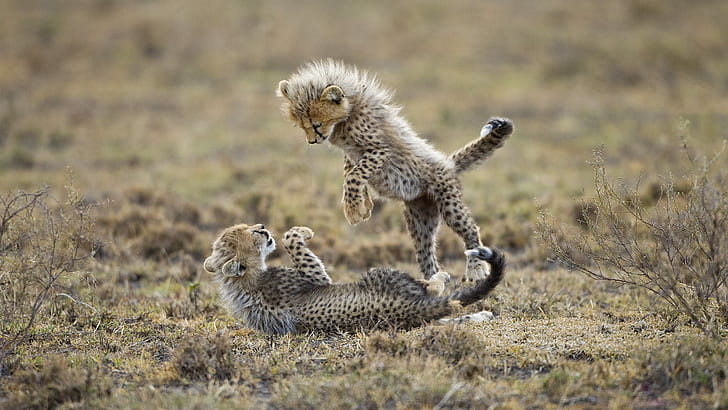 Kucing, Cheetah, Afrika, Baby Animal, Cub, Cute, Playing, Wallpaper HD