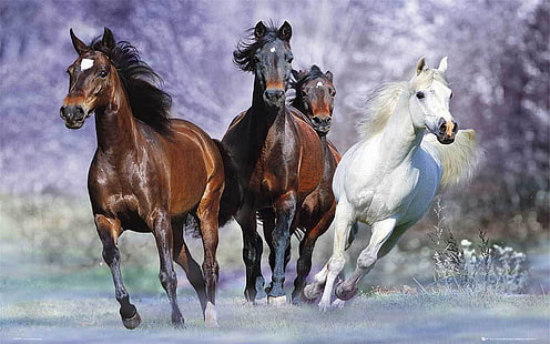 Papel de parede bonito cavalos Hd galopando 391, HD papel de parede HD wallpaper