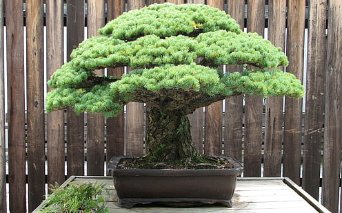 Terra, bonsai, Sfondo HD HD wallpaper