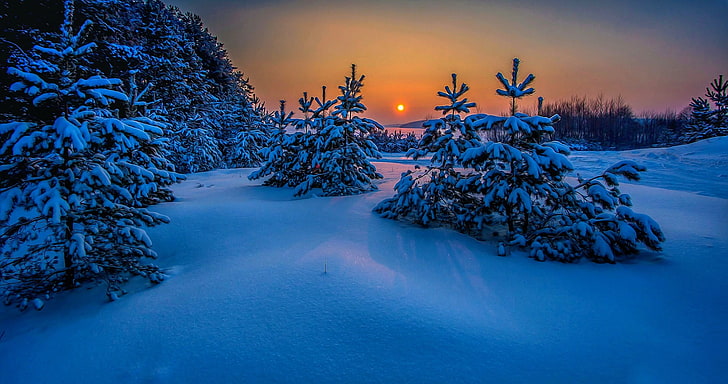 blå och vita trädmålning, landskap, snö, vinter, träd, natur, solnedgång, kall, hav, blå, Ryssland, HD tapet