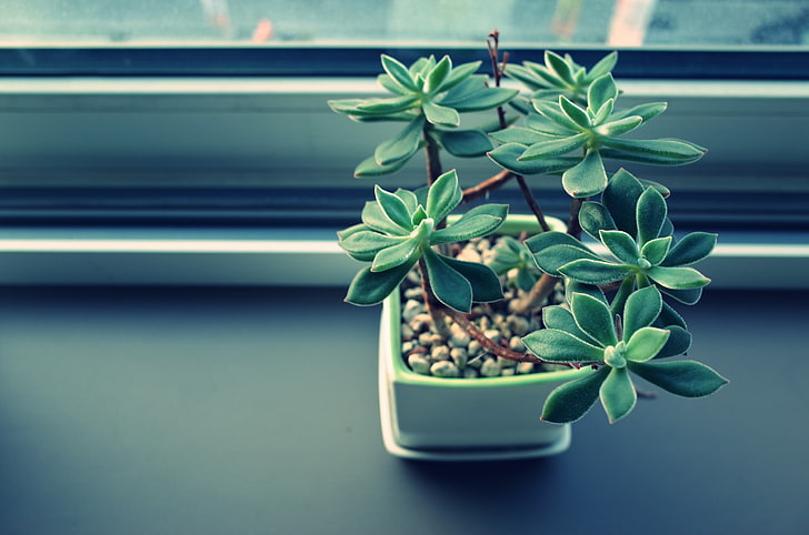 green succulent plant, houseplant, pot, sill, HD wallpaper