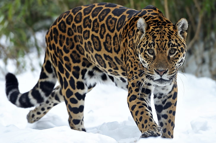 closeup photography of leopard, cheetah, snout, snow, walk, predator, winter, HD wallpaper
