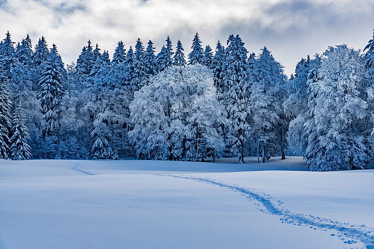 natur, winter, schnee, landschaft, wald, schneespuren, wolken, bäume, HD-Hintergrundbild