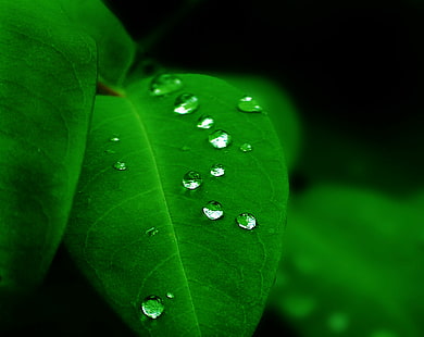 kropelki wody na zielonym liściu, de, Felicidad, kropelki wody, zielony liść, hoja, verde, luz, foto, natura, liść, kropla, zielony Kolor, zbliżenie, rosa, roślina, makro, mokro, świeżość, woda, kropla deszczu , deszcz, środowisko, tła, Tapety HD HD wallpaper