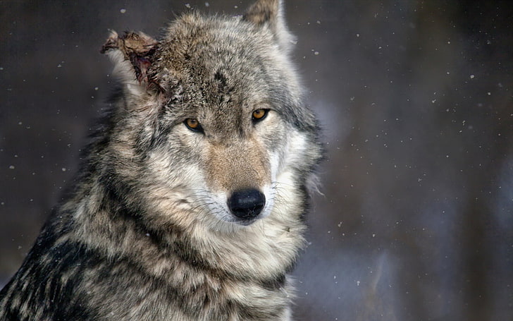 회색과 흰색 늑대, 늑대, 동물, HD 배경 화면