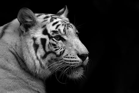 grayscale photo of tiger, white, tiger, black background, black and white Wallpaper, HD wallpaper HD wallpaper