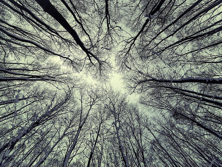 kahler Baumwald, Natur, Bäume, HD-Hintergrundbild