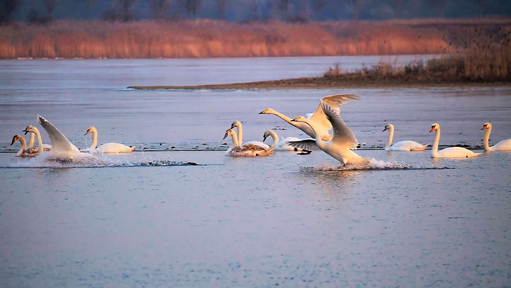 aves, partida, congelado, lago, paisaje, cisnes, aves acuáticas, invierno, Fondo de pantalla HD