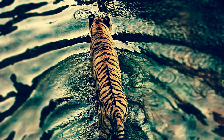 Beautiful Tiger in Water, tiger, HD wallpaper