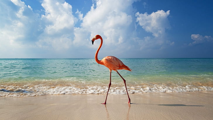 Meer, Tiere, Strand, Wasser, Wolken, Landschaft, Vögel, Natur, Flamingo, HD-Hintergrundbild