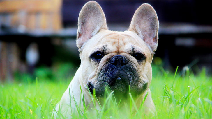 Französische Bulldogge, HD-Hintergrundbild