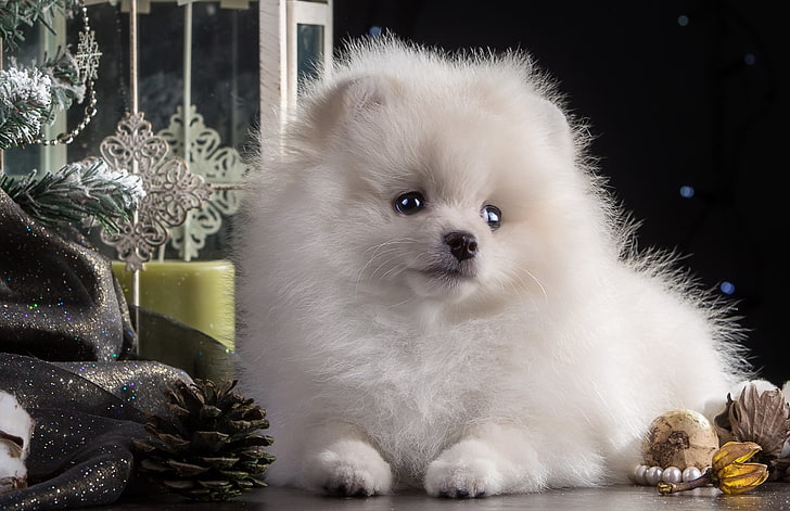 putih anjing Pomeranian, anjing, anak anjing, putih, cantik, Wallpaper HD