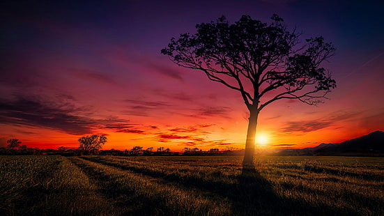 puesta de sol, árbol solitario, árbol solitario, cielo, árbol, resplandor crepuscular, campo, hermosa, horizonte, cielo rojo, nube, paisaje, cielo anaranjado, tarde, atmósfera, atardecer, Fondo de pantalla HD HD wallpaper