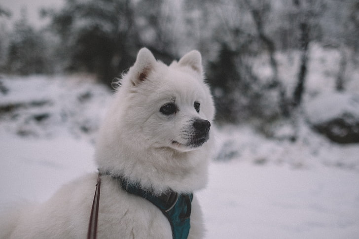 adult white spitz, dog, muzzle, white, HD wallpaper