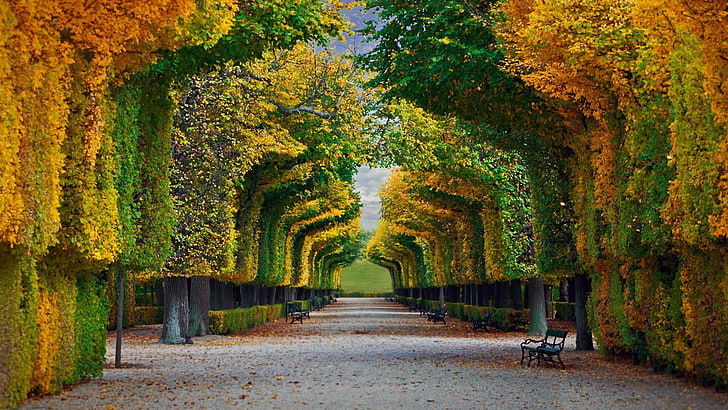 green and orange trees, nature, landscape, trees, forest, fall, park, bench, leaves, Vienna, Austria, Schönbrunn, path, HD wallpaper